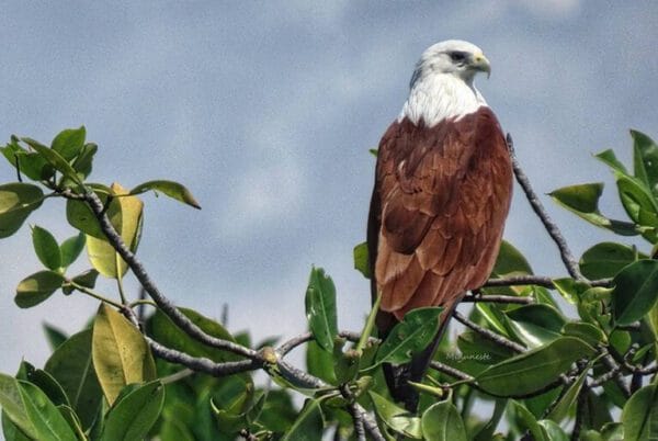 Pulau Kotok: Jejak Elang di Tengah Laut