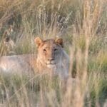 afrika-keren Foto: Istimewa