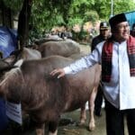andilan-potong-kebo Foto: Istimewa