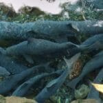 ikan-dewa-cibulan Foto: Istimewa