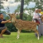 penangkaran-rusa-giri-jaya Foto: Istimewa