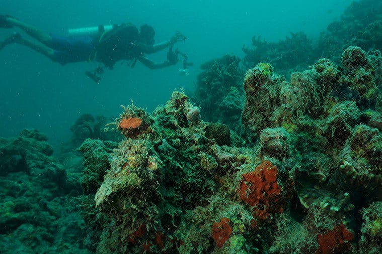 Pulau Kotok, Jejak Elang di Tengah Laut 2 dok. istimewa