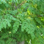 kelor-daun-ist Foto: Istimewa