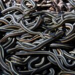 narcisse-snake-den Foto: Istimewa