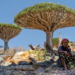 socotra-yaman-ist Pohon darah naga (Dracaena cinnabari) di Socotra dengan bentuk unik menyerupai payung besar. (Sumber: paraisoisland.com)