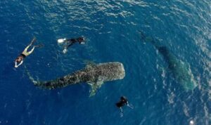 wisata-hiu-gorontalo Foto: Istimewa
